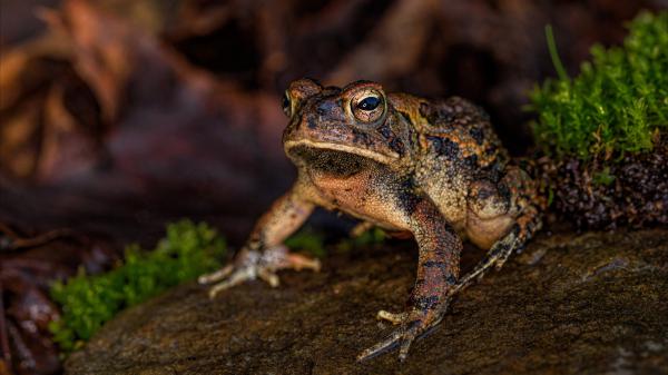 Free animal toad 4k hd animals wallpaper download