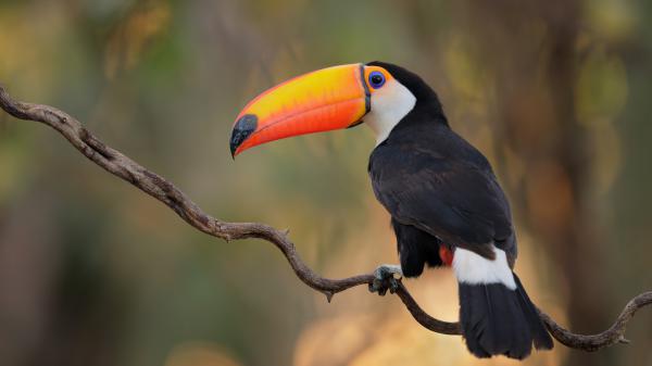 Free animal toucan 4k 5k hd wallpaper download