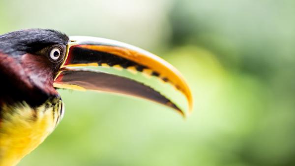 Free animal toucan 4k hd wallpaper download