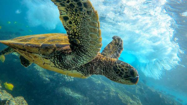 Free animal turtle hd wallpaper download