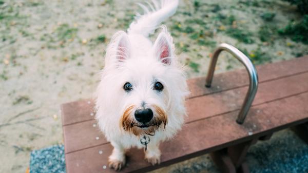 Free animal west highland white terrier hd animals wallpaper download