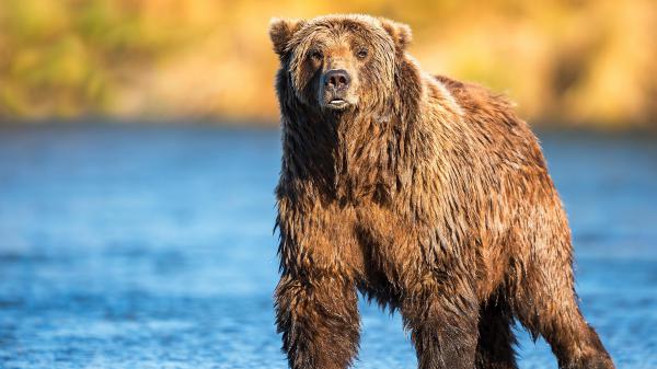 Free animal wet bear 4k hd wallpaper download