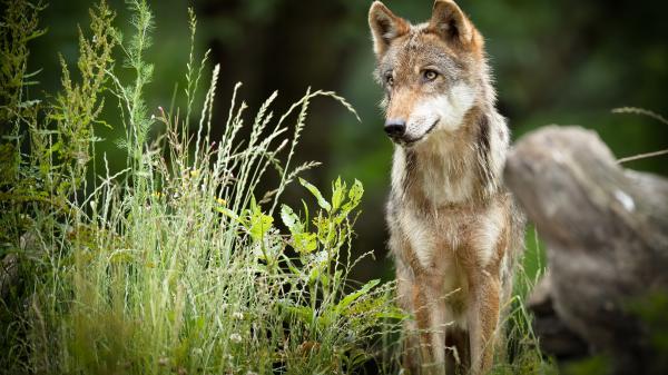 Free animal wolf 4k 5k hd animals wallpaper download