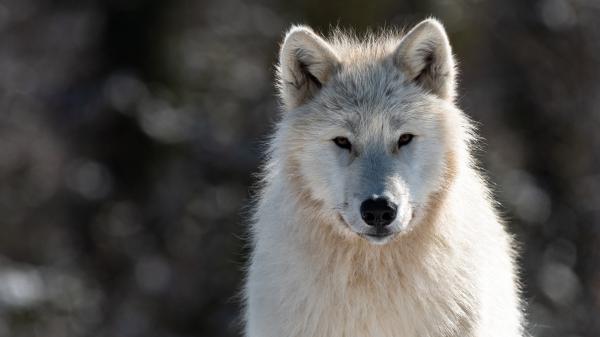 Free animal wolf 4k 5k hd wallpaper download