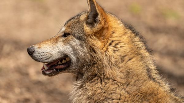 Free animal wolf 4k 8k hd wallpaper download