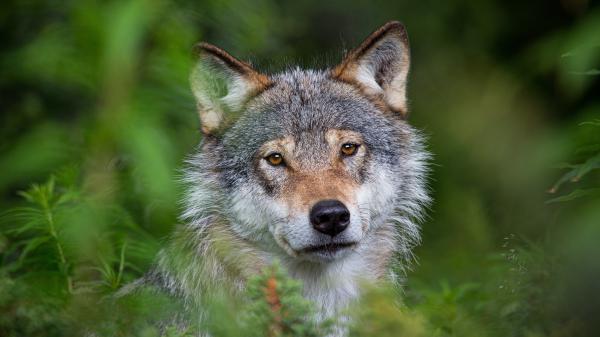 Free animal wolf 4k hd animals wallpaper download