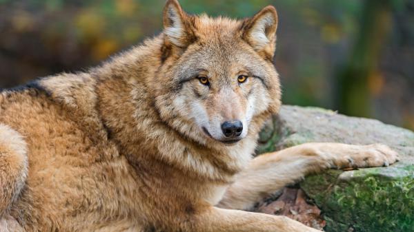 Free animal wolf brown 4k hd wallpaper download