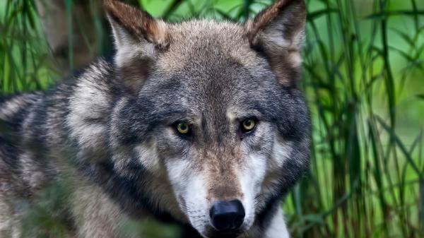 Free animal wolf brown eye 4k hd wallpaper download