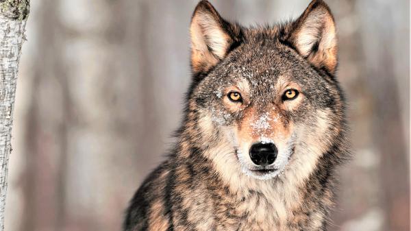 Free animal wolf brown eyes 4k hd wallpaper download