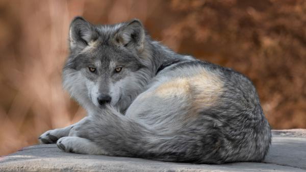 Free animal wolf look 4k 5k hd wallpaper download