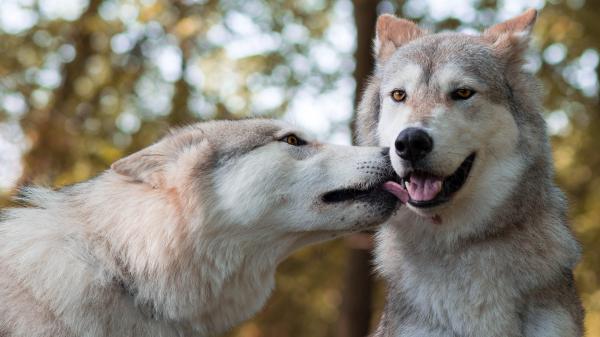 Free animal wolf love 4k hd wallpaper download