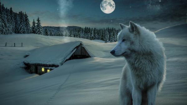 Free animal wolf moon hut 4k hd wallpaper download