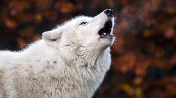 Free animal wolf open mouth 4k 5k hd wallpaper download