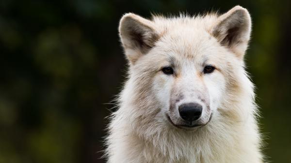 Free animal wolf sad look 4k 5k hd wallpaper download