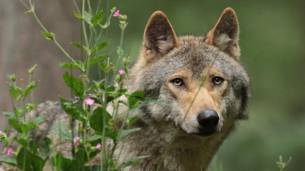 Free animal wolf sharp eyes 4k hd wallpaper download