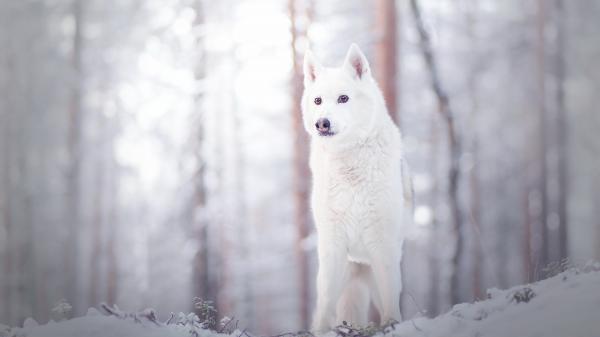 Free animal wolf snow 4k hd wallpaper download