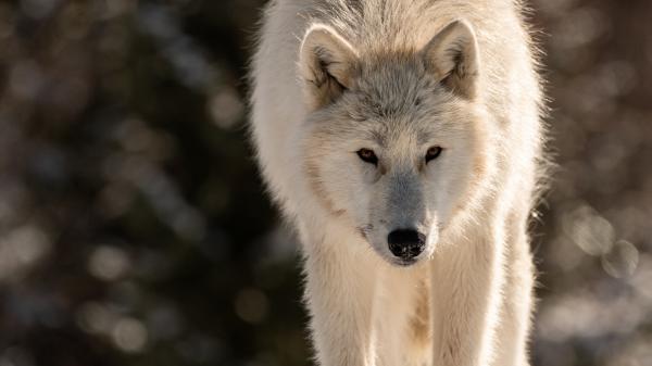 Free animal wolf solo 4k 5k hd wallpaper download