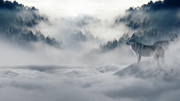 Free animal wolf trees snow 4k hd wallpaper download