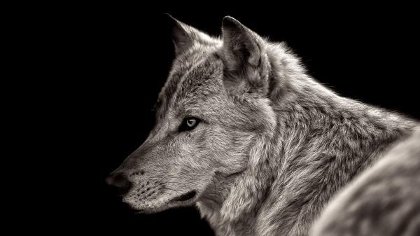 Free animal wolf view 4k hd wallpaper download