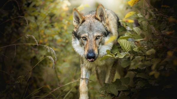 Free animal wolf walk 4k 5k hd wallpaper download