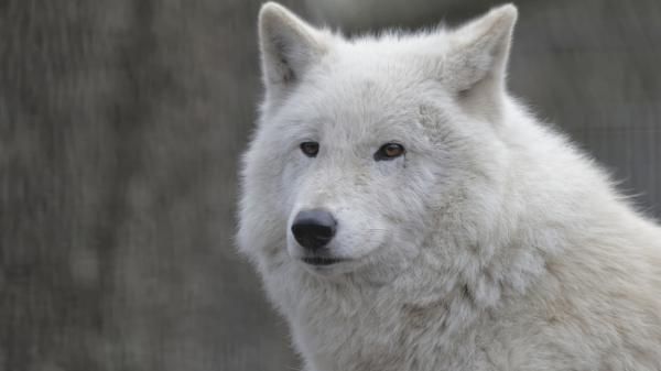 Free animal wolf white 4k hd wallpaper download