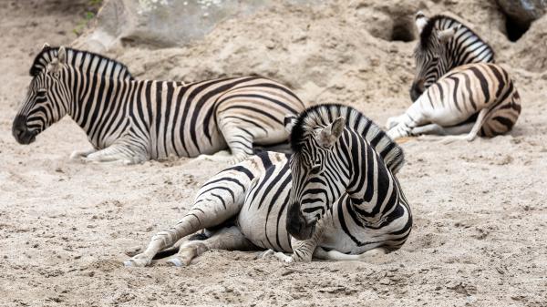 Free animal zebra 4k hd 2 wallpaper download