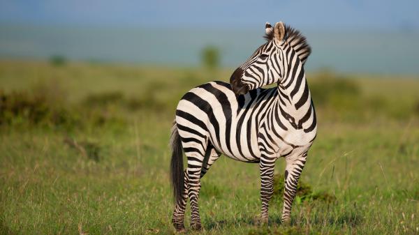 Free animal zebra 4k hd wallpaper download