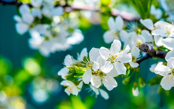 Free apple flowers wallpaper download