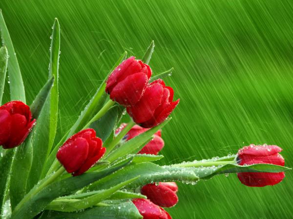 Free april showers wallpaper download