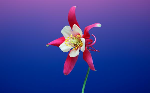 Free aquilegia flower ios 11 iphone 8 x stock wallpaper download