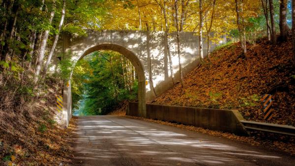 Free arch road between green yellow autumn trees 4k hd travel wallpaper download