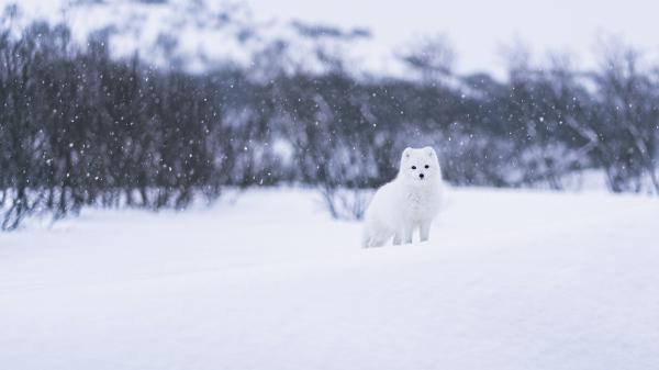 Free arctic fox is on snow covered landscape during winter hd animals wallpaper download