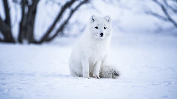 Free arctic fox is sitting on snow hd animals wallpaper download