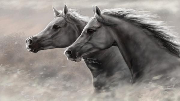 Free artistic horse hd horse wallpaper download