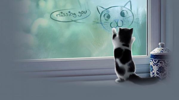 Free artistic kitten near glass window hd kitten wallpaper download