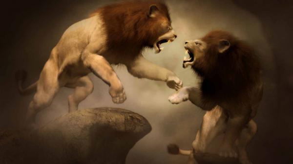 Free artistic lions are fighting hd lion wallpaper download