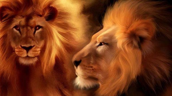 Free artistic predator lions hd lion wallpaper download