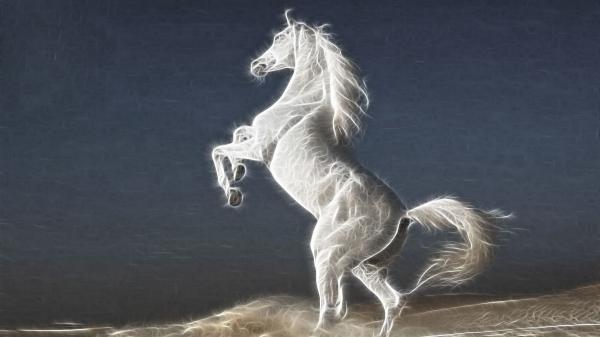 Free artistic white horse hd horse wallpaper download