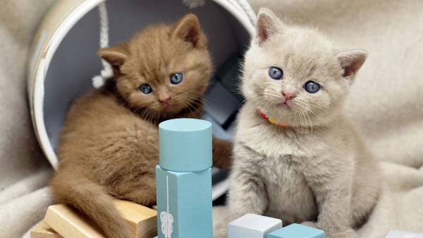 Free ash and brown kittens with gray eyes hd kitten wallpaper download