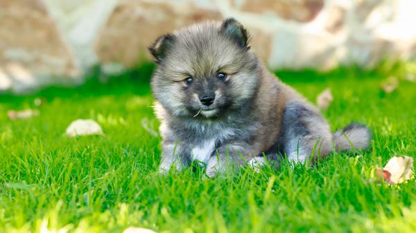 Free ash black pomeranian puppy is sitting on green grass in blur background hd animals wallpaper download
