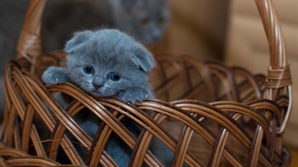 Free ash british shorthair kitten inside bamboo basket 4k hd kitten wallpaper download