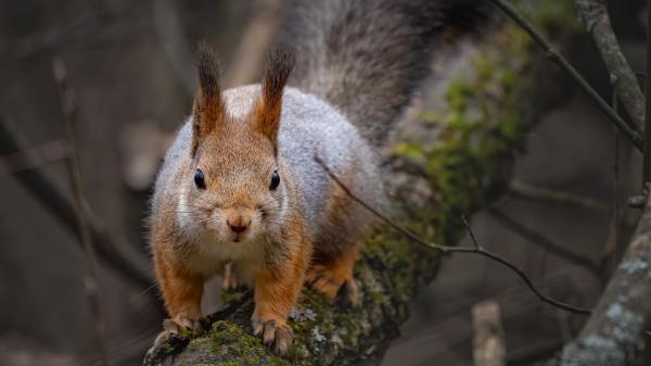 Free ash brown squirrel on tree branch hd squirrel wallpaper download