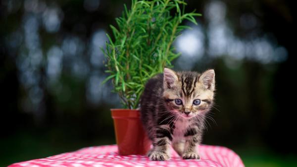 Free ash eyes black kitten on pink white cloth covered bench hd animals wallpaper download