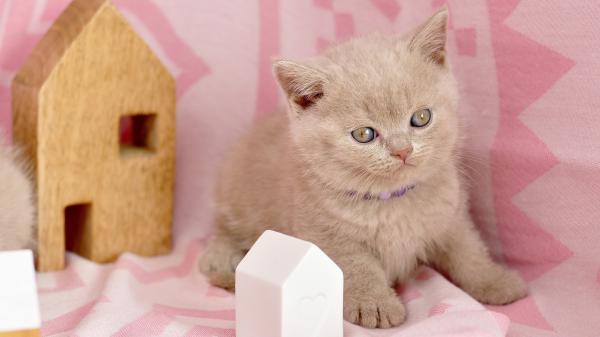 Free ash kitten is sitting on pink cloth hd kitten wallpaper download