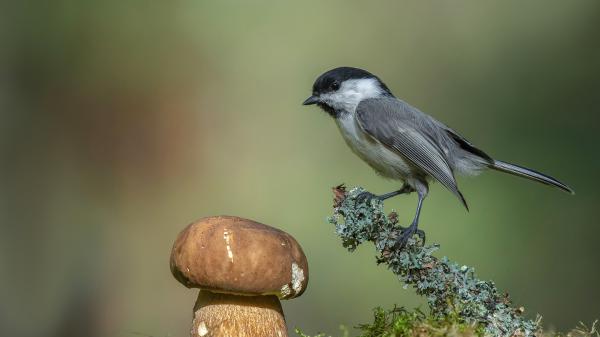 Free ash white black titmouse is standing on plant stem in blur green background hd animals wallpaper download