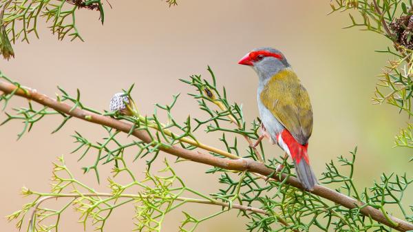 Free ash yellow with red nose bird on tree branch hd animals wallpaper download