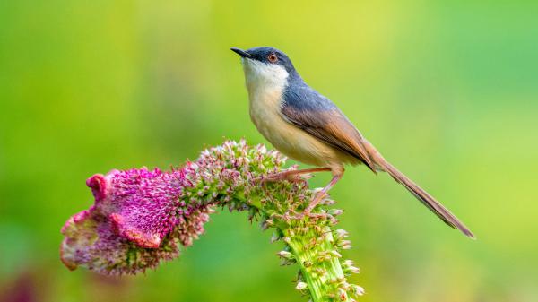 Free ashy prinia bird is standing on flowers branch in blur green background hd birds wallpaper download