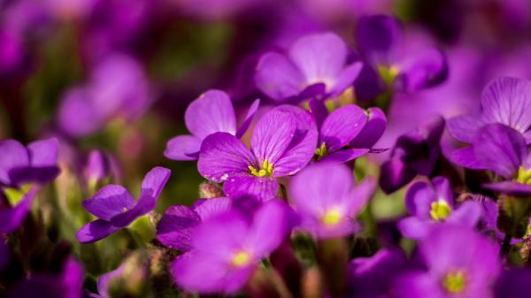 Free aubrieta purple petal flower plant 4k 5k hd flowers wallpaper download