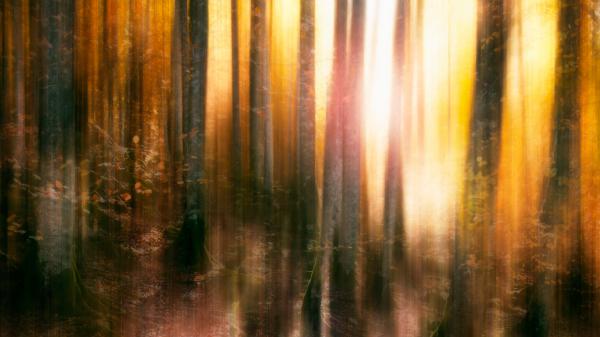 Free autumn forest 4k wallpaper download