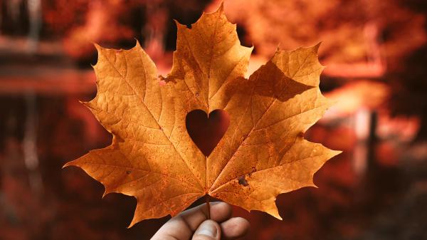 Free autumn leaf love heart 4k wallpaper download